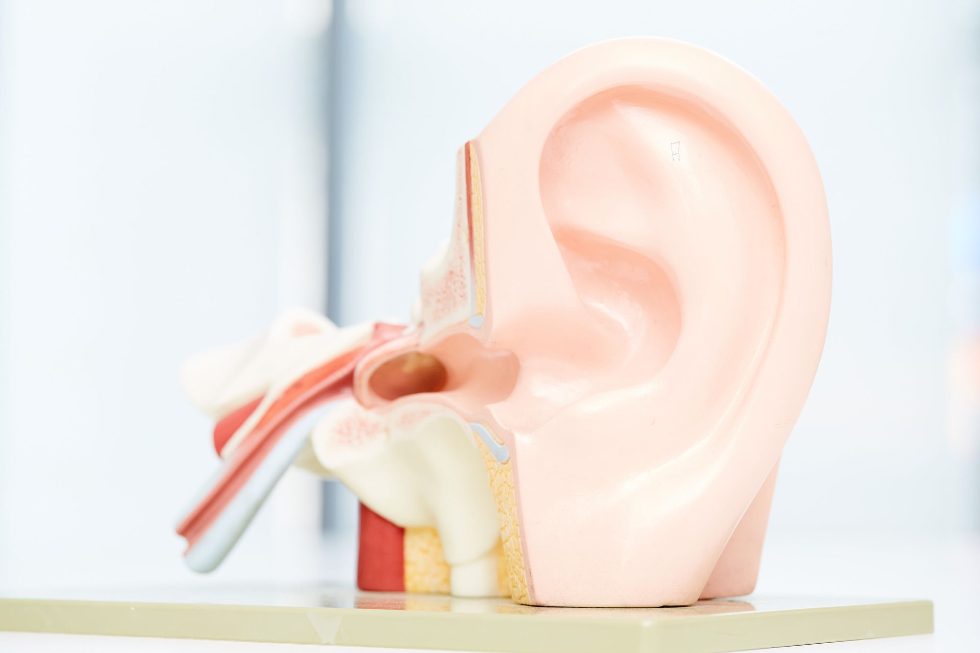 A detailed model of a human ear, showing both the outer ear and internal structures, such as the ear canal and parts of the inner ear. The model is designed for educational purposes, emphasizing the anatomy of hearing and balance.