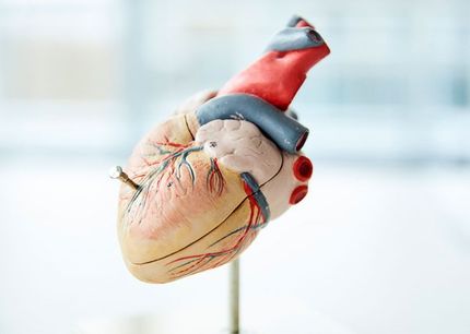 A detailed anatomical model of a human heart, showcasing its structure and arteries. The heart is positioned upright, with visible blood vessels and a red and blue color scheme representing oxygenated and deoxygenated blood pathways. The model highlights the heart's key features for educational purposes.